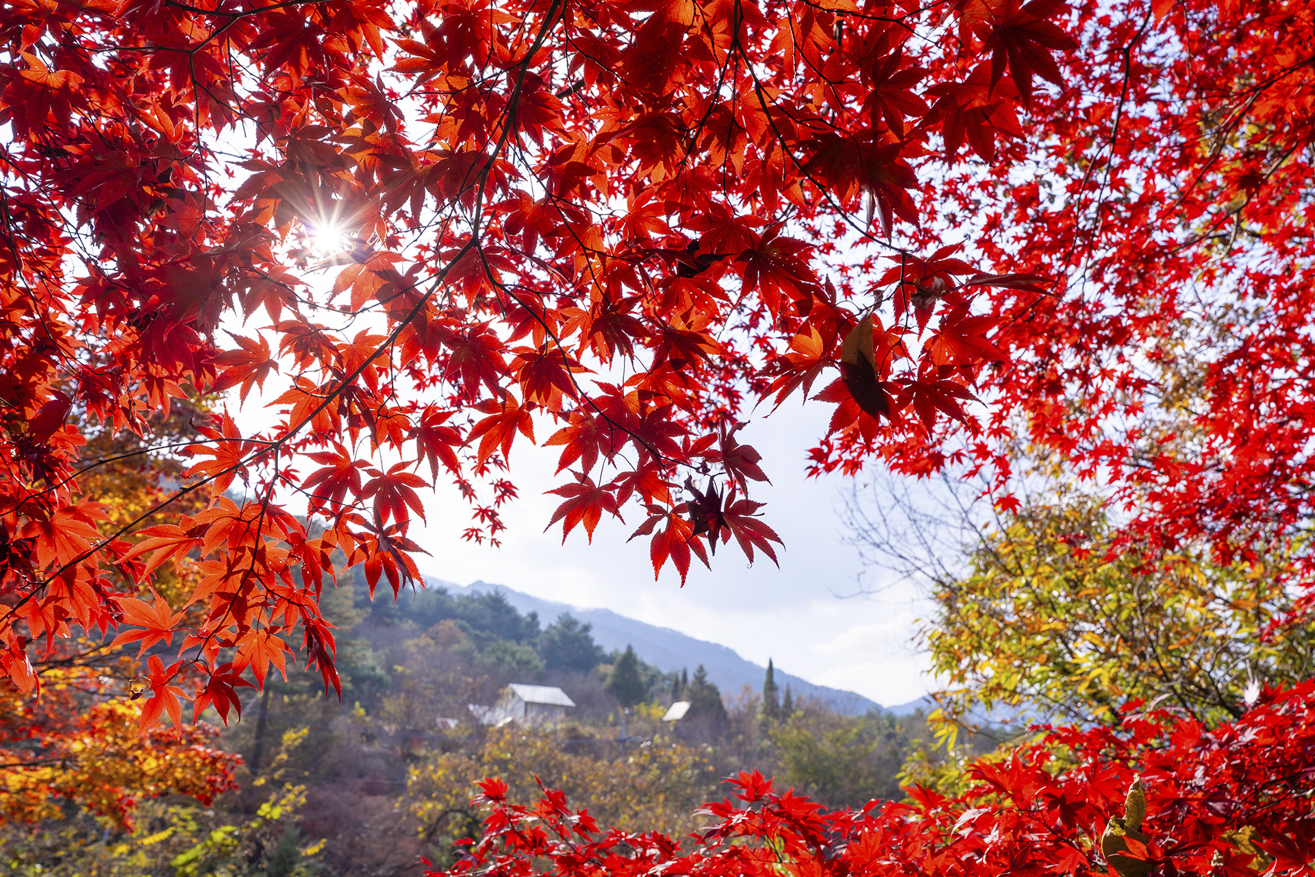 산청 밤머리재