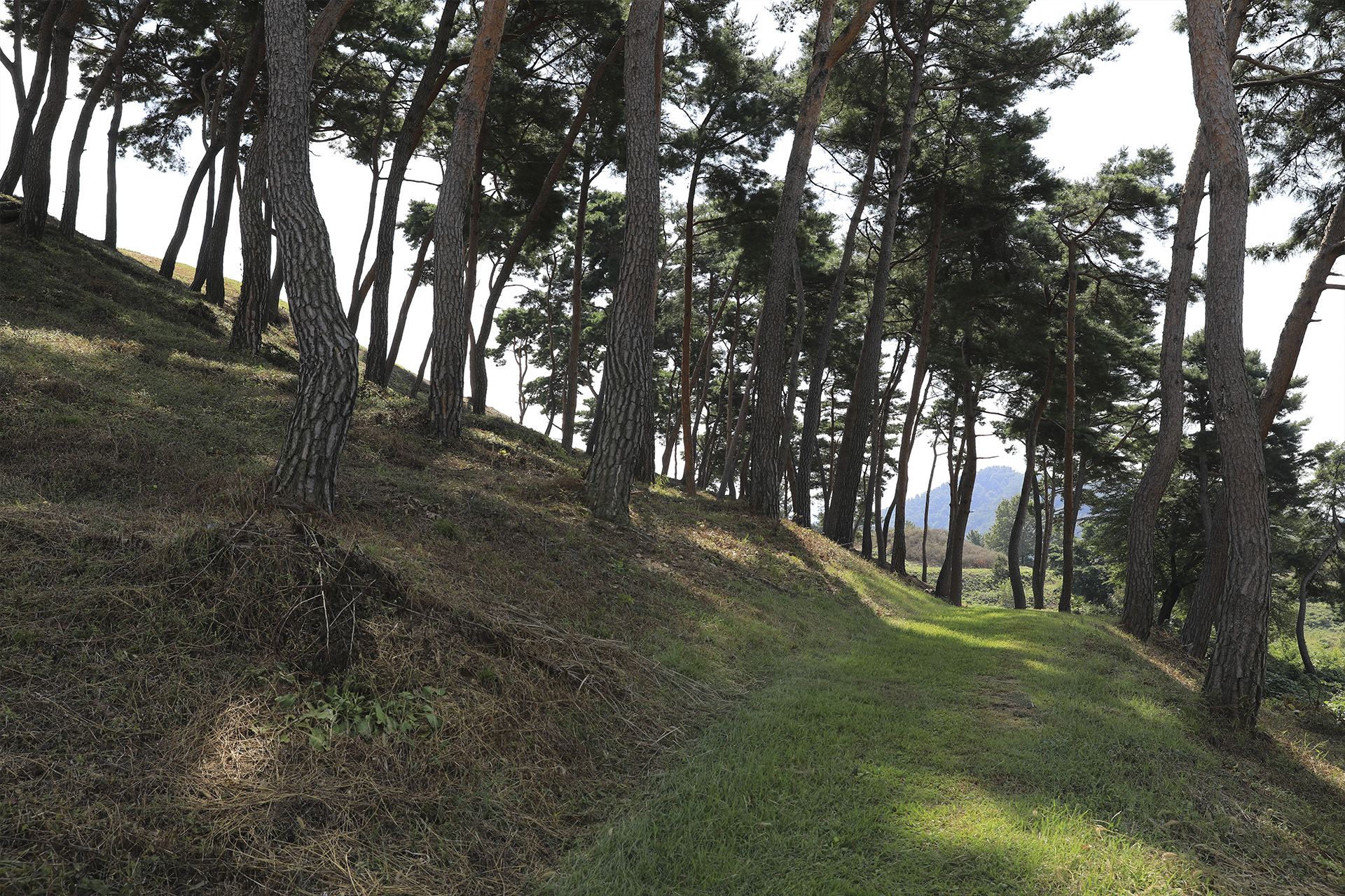 함안고분군