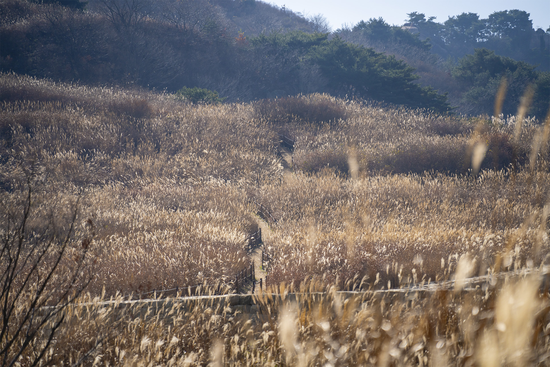 화황산 억새초원