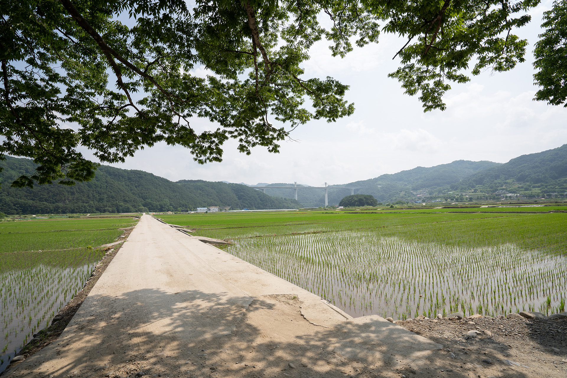 야로면 나홀로 느티나무
