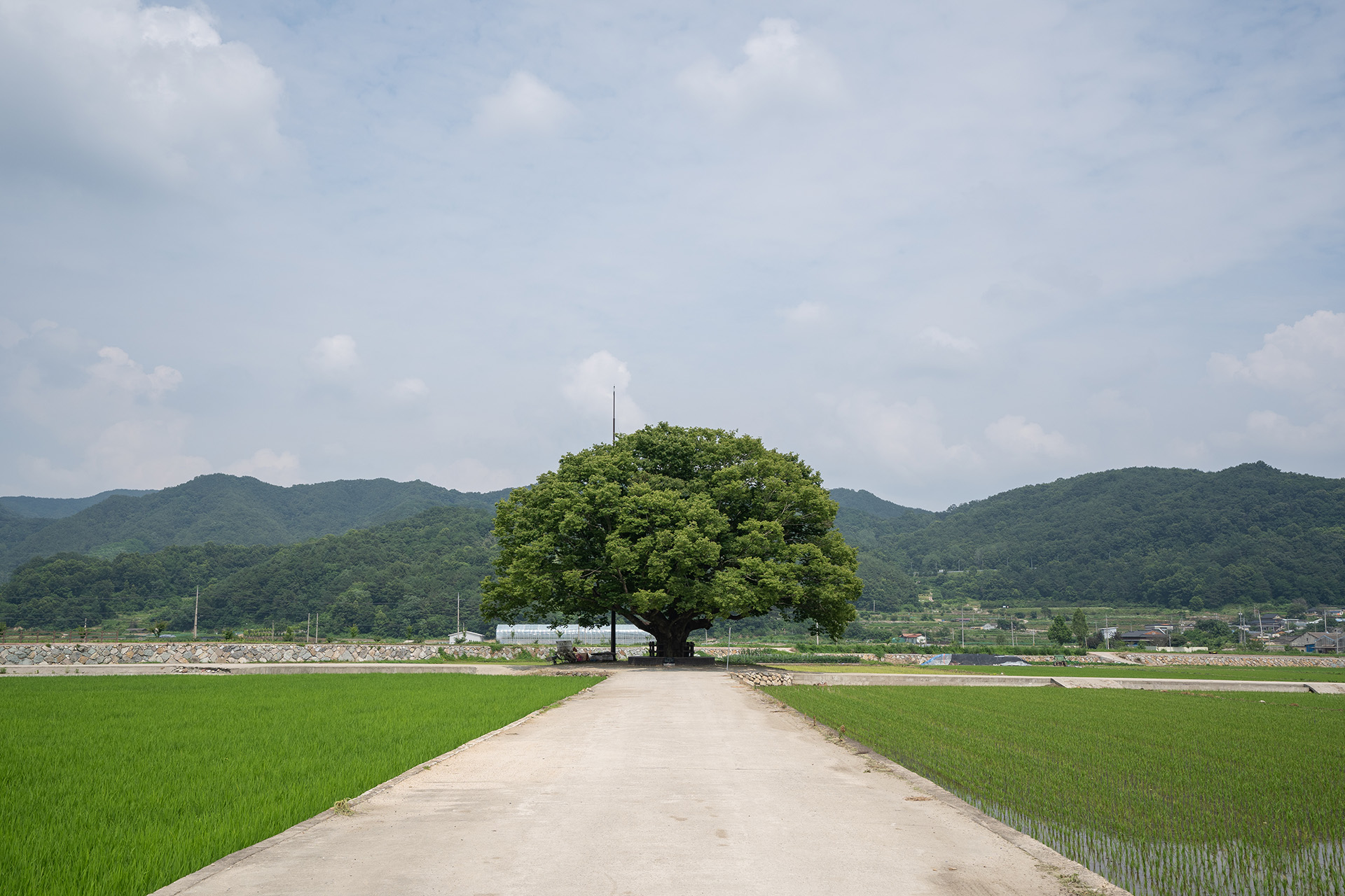 야로면 나홀로 느티나무